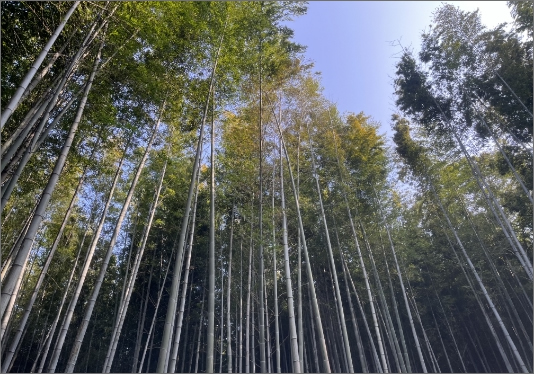 整備された竹林